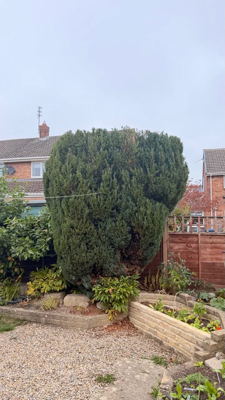 The same conifer after reduction to about 14 feet, with foliage kept for privacy
