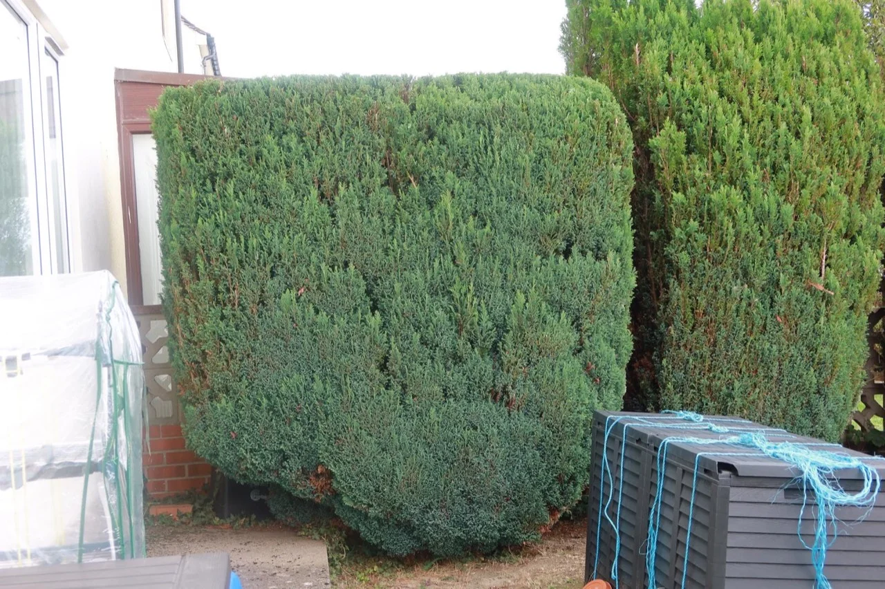 Garden hedge after cutting, with a level top and shaped sides beside a house and path