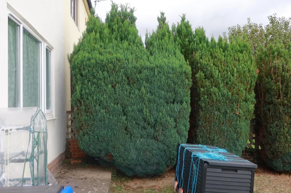 The same garden hedge before cutting, with tall uneven shoots above the main foliage