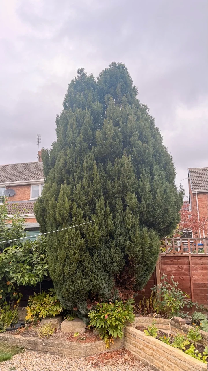 Tall established conifer tree before height reduction in a Durham garden