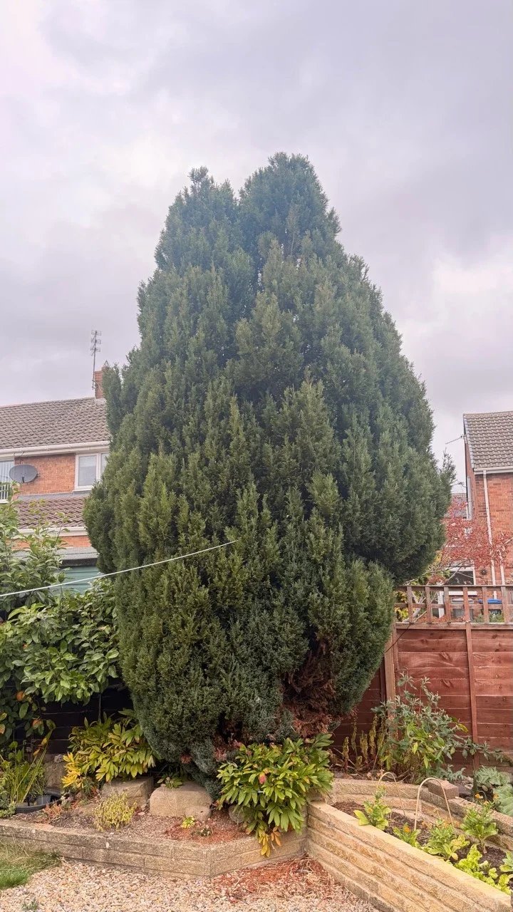 Tall established conifer tree before height reduction in a Durham garden
