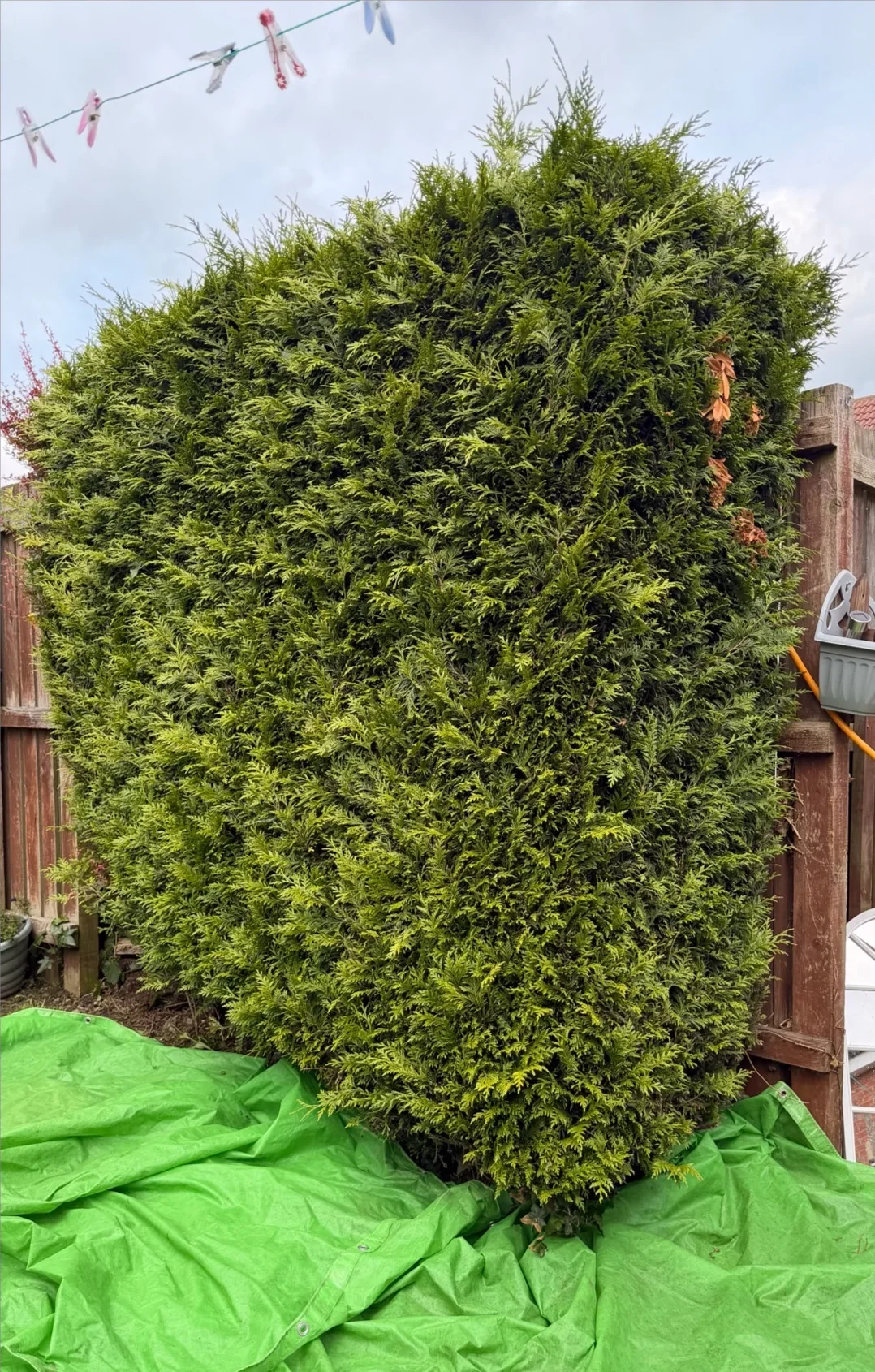 A large established evergreen hedge plant before removal by Sharp Hedges