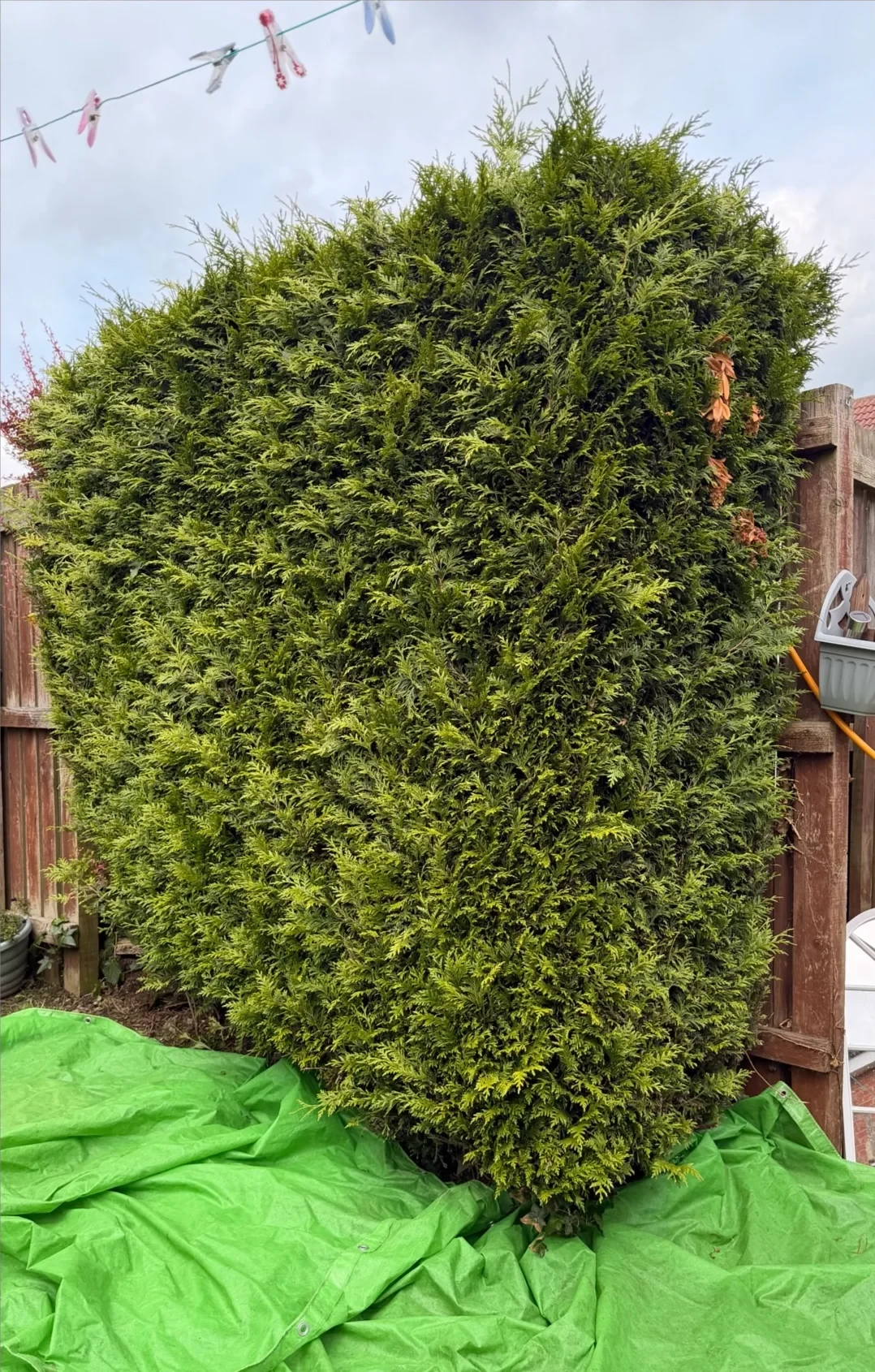 One large evergreen plant beside a timber garden fence before removal