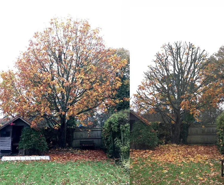 Matching views of a garden tree before and after crown reduction, with the same shed and fence behind