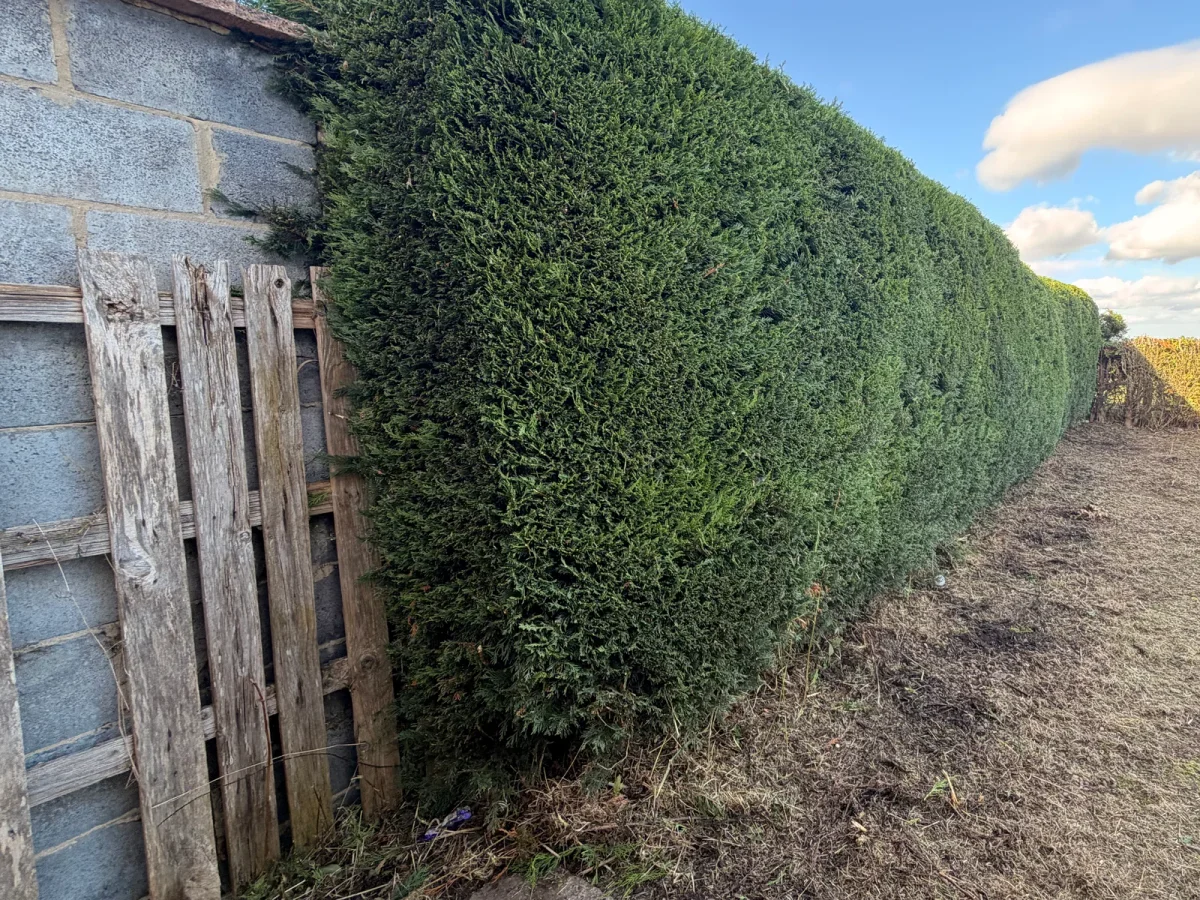 The same Ferryhill hedge-side strip after vegetation was cleared back to visible ground