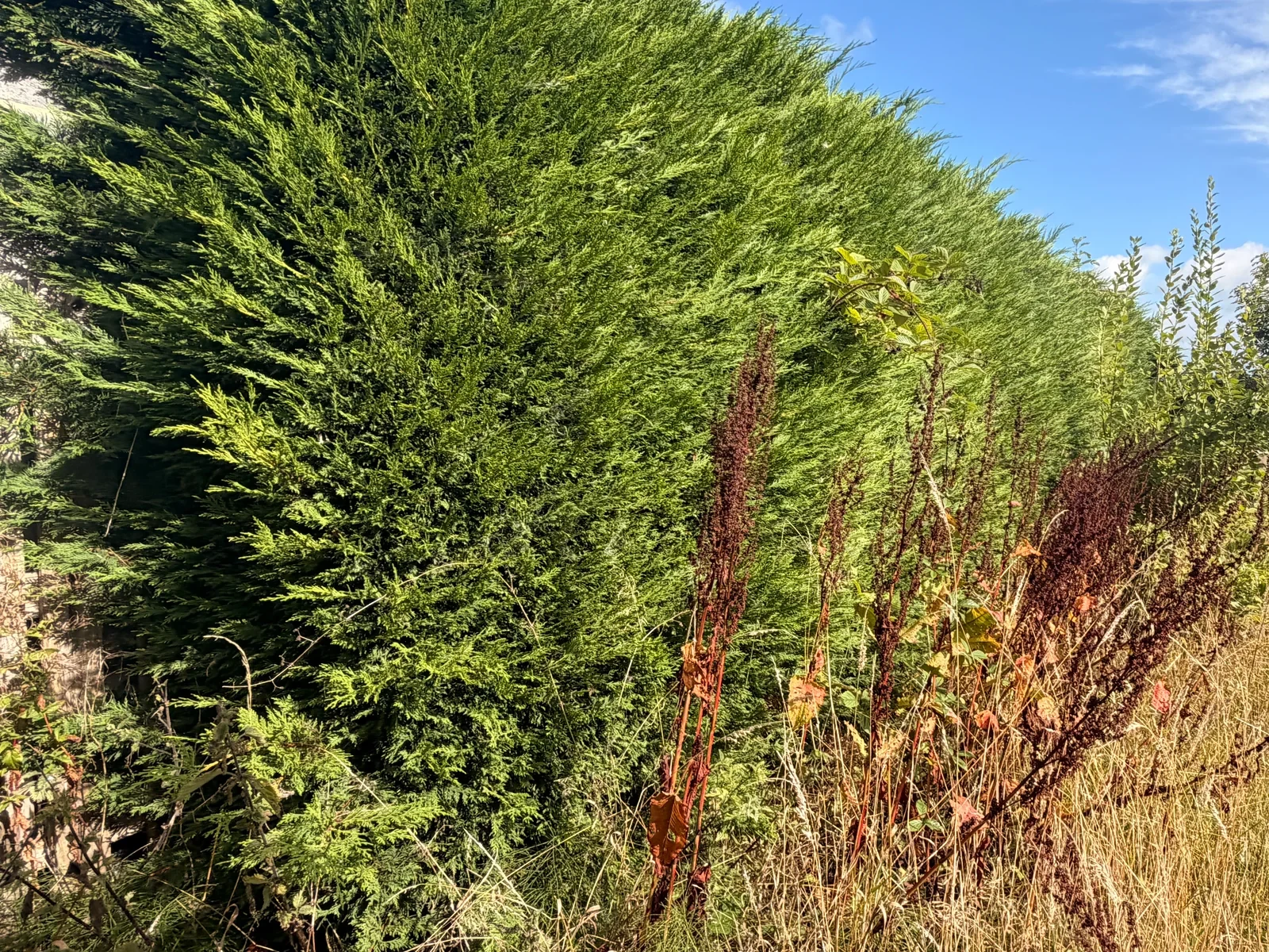 Dense vegetation along an evergreen hedge in Ferryhill before clearance