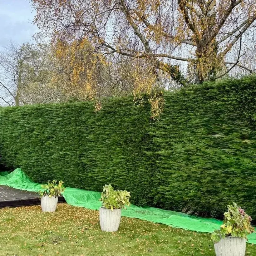 A tall conifer boundary hedge after trimming