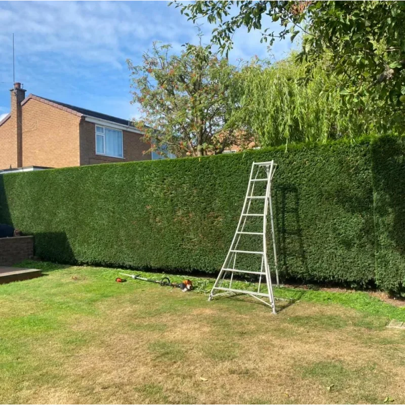 A tall residential conifer hedge cut to a clean finish