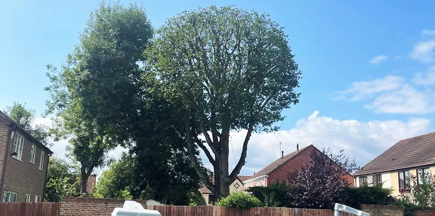 A mature residential tree after crown reduction