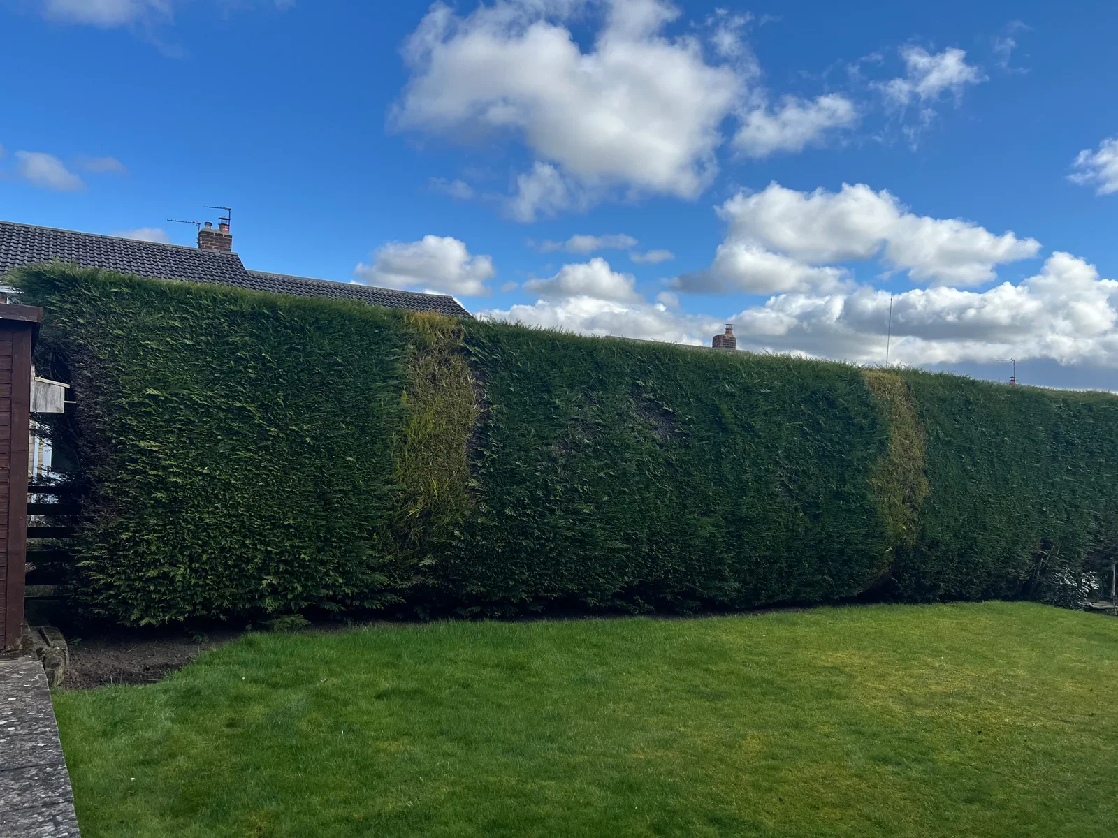 A long formal garden hedge cut to clean faces and a level top