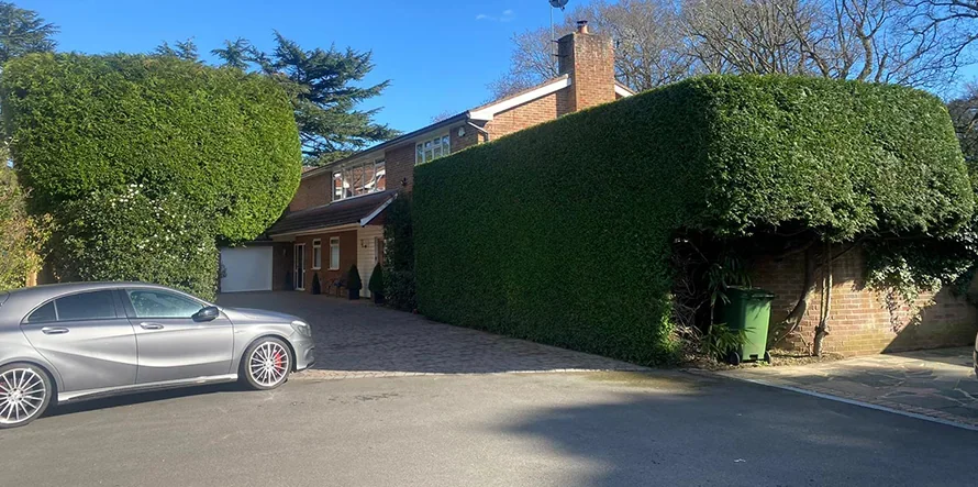 Large front garden hedges cut to clean faces and level tops