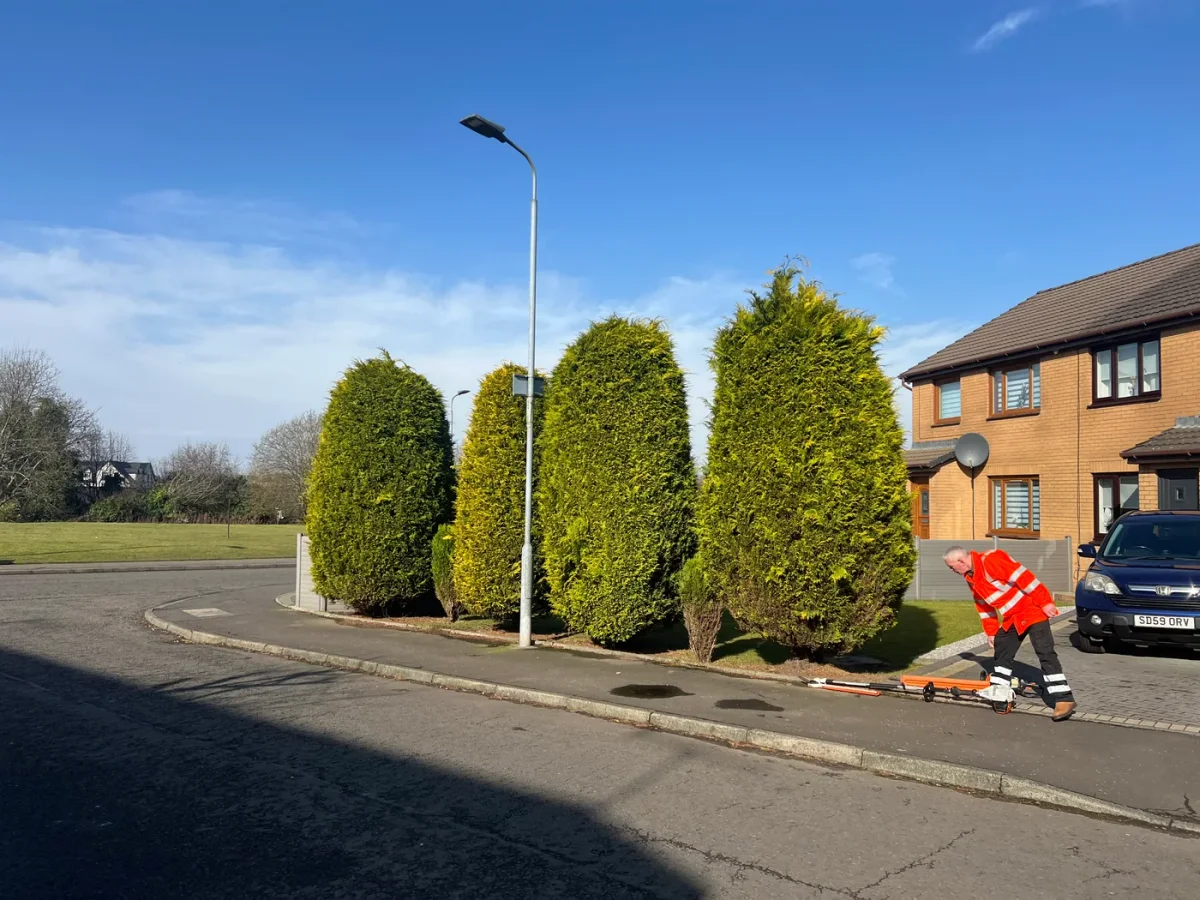 A row of shaped conifers at a residential garden boundary