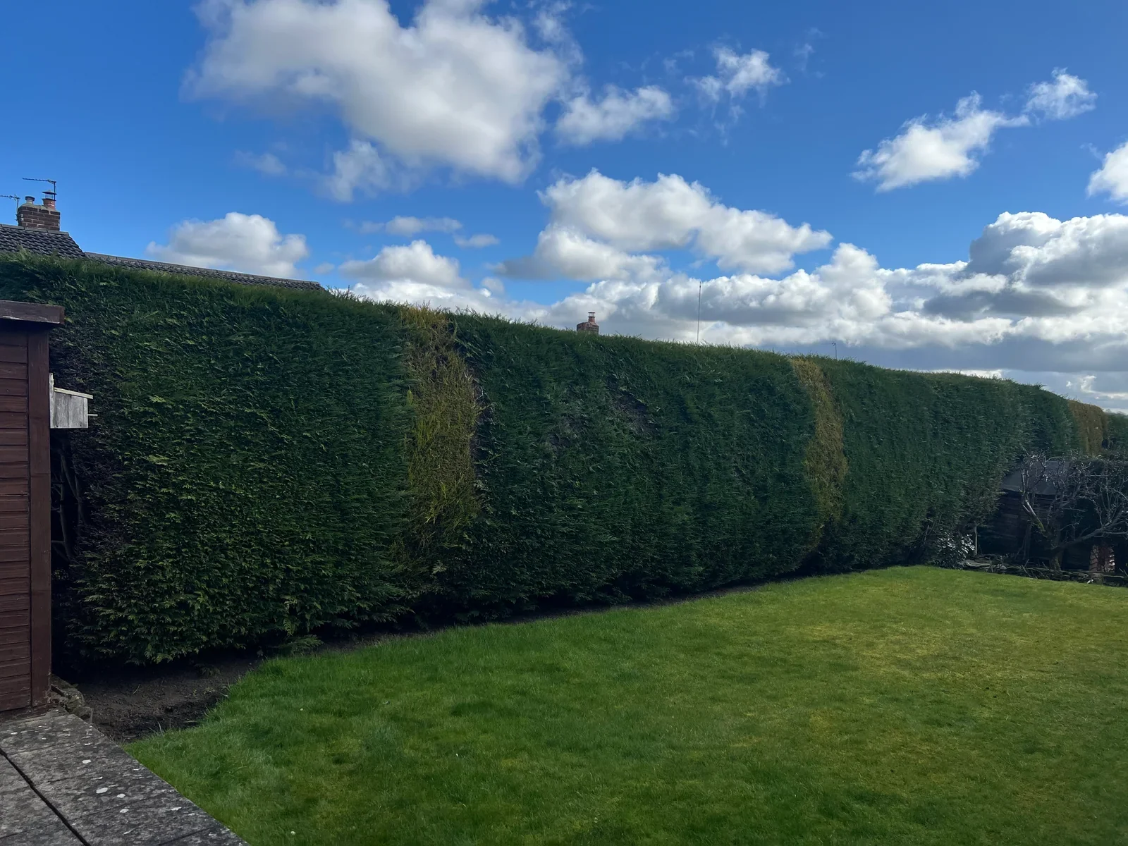 A long residential conifer hedge with a clean, level finish