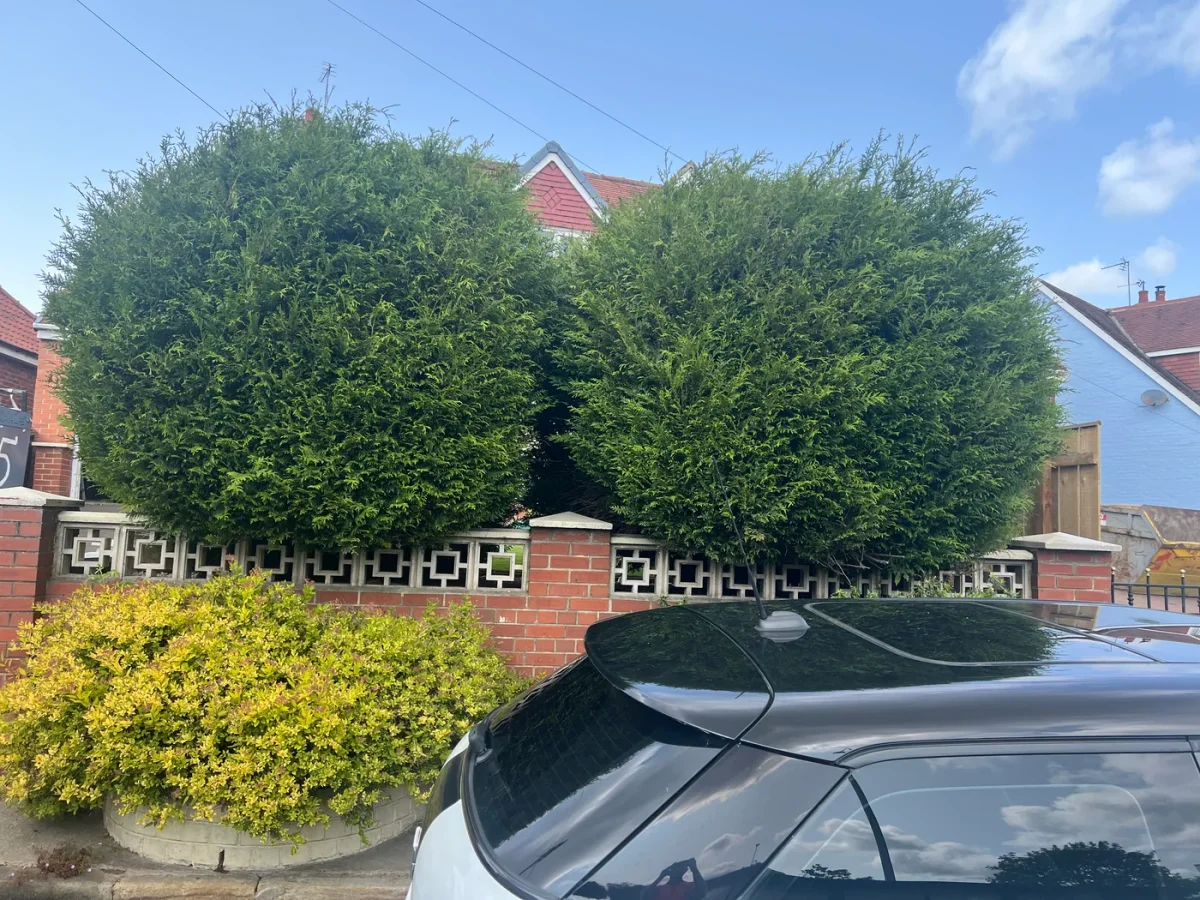 A row of shaped conifers beside a residential front garden