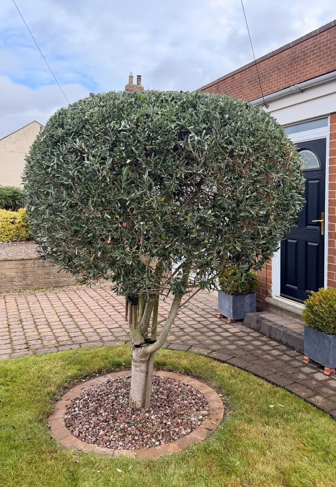 The olive tree from the driveway after trimming, with an even rounded crown