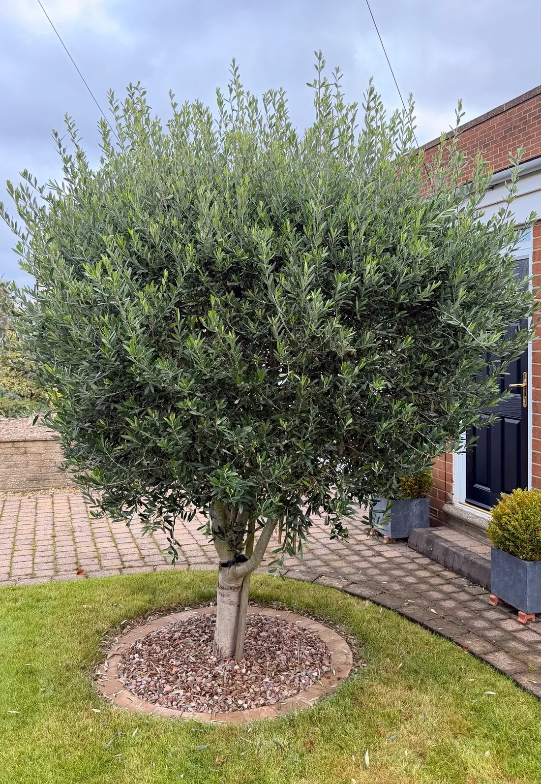 The olive tree seen from the driveway before trimming, with long shoots above the crown