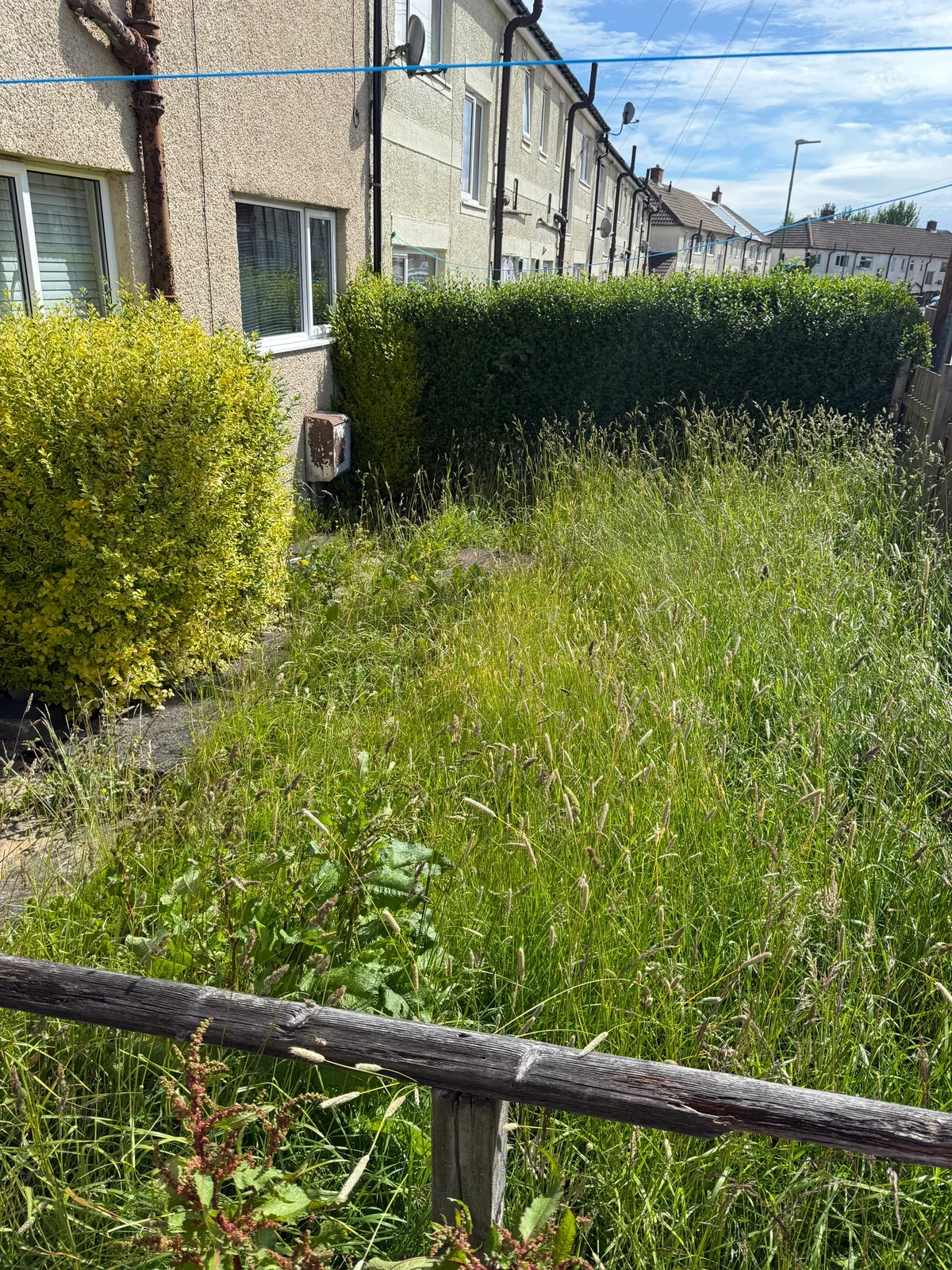 Long grass and overgrowth beyond a wooden garden gate, with houses to the left and a hedge ahead