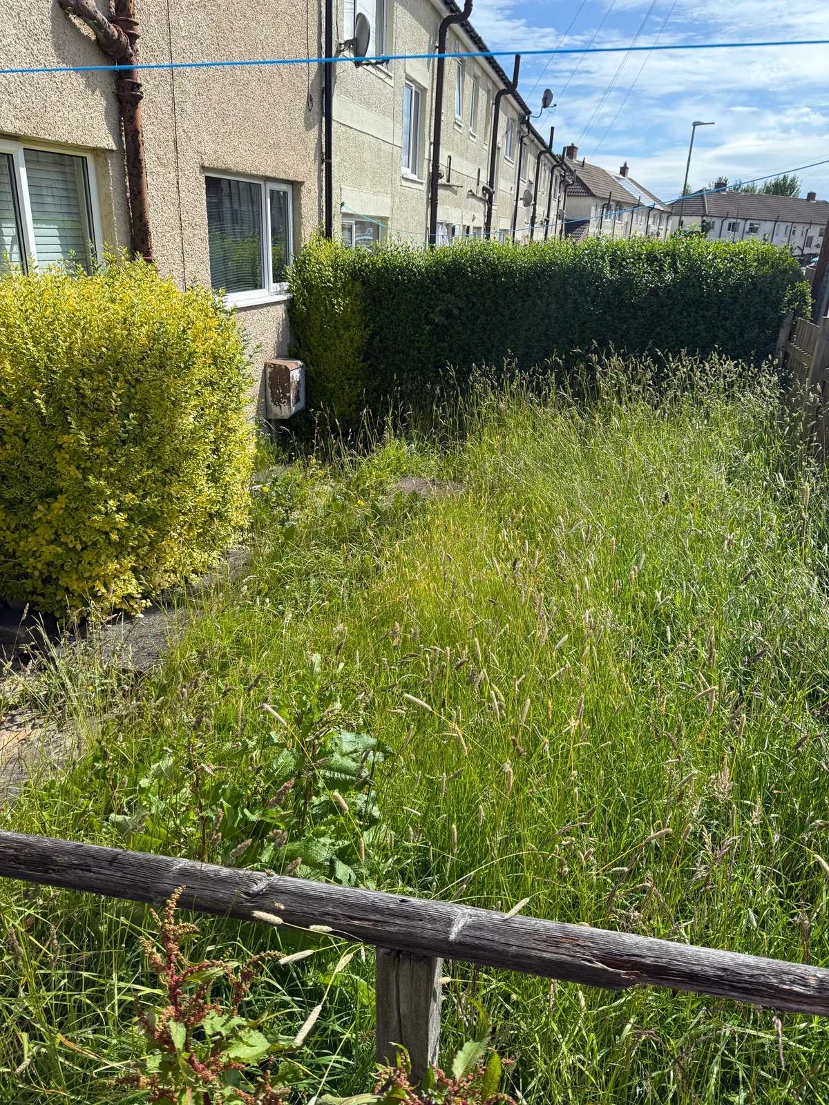 Long grass and dense garden growth beyond a timber rail before clearance