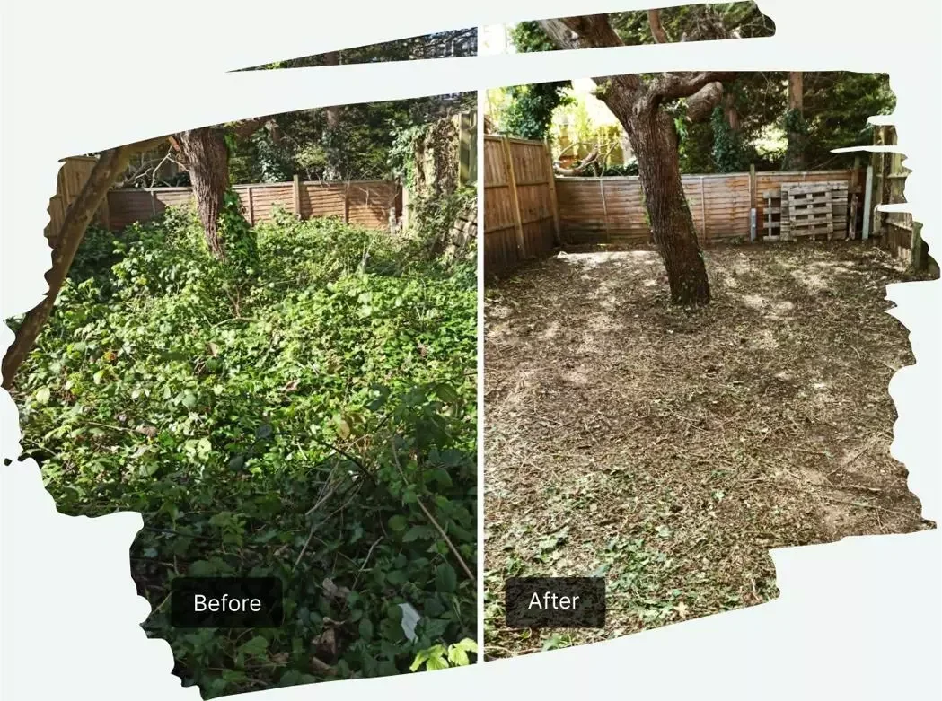 Before and after views of dense garden vegetation being cleared around retained trees