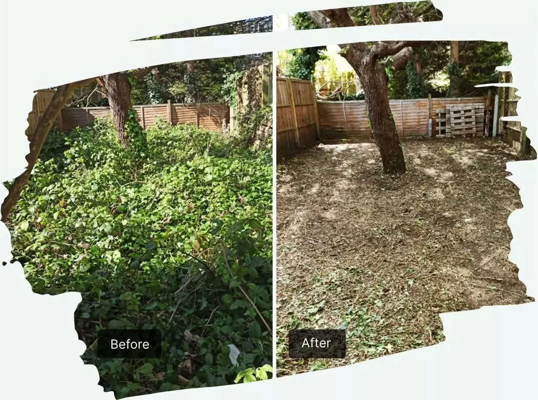 Before and after vegetation clearance around the same tree in a fenced garden