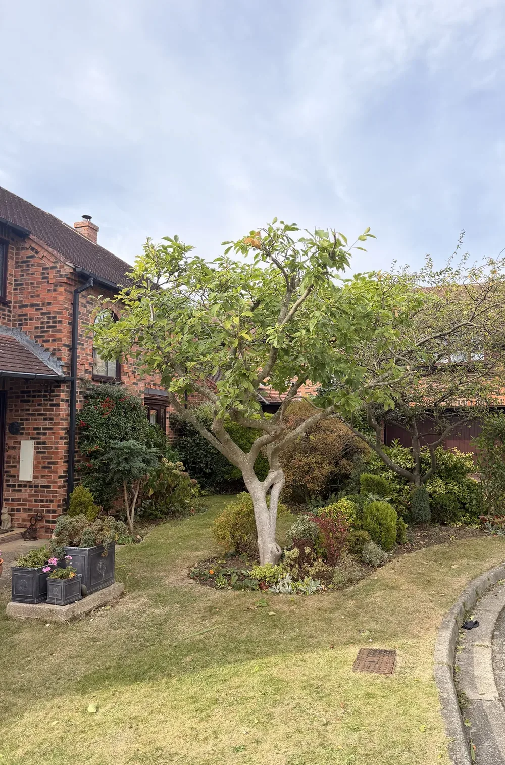 The same Sedgefield garden tree after pruning, with its main framework retained