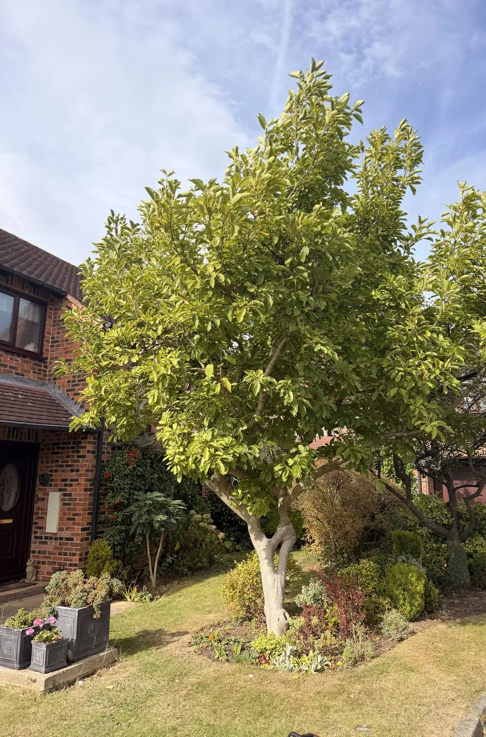 Leafy garden tree in front of a brick home in Sedgefield before pruning