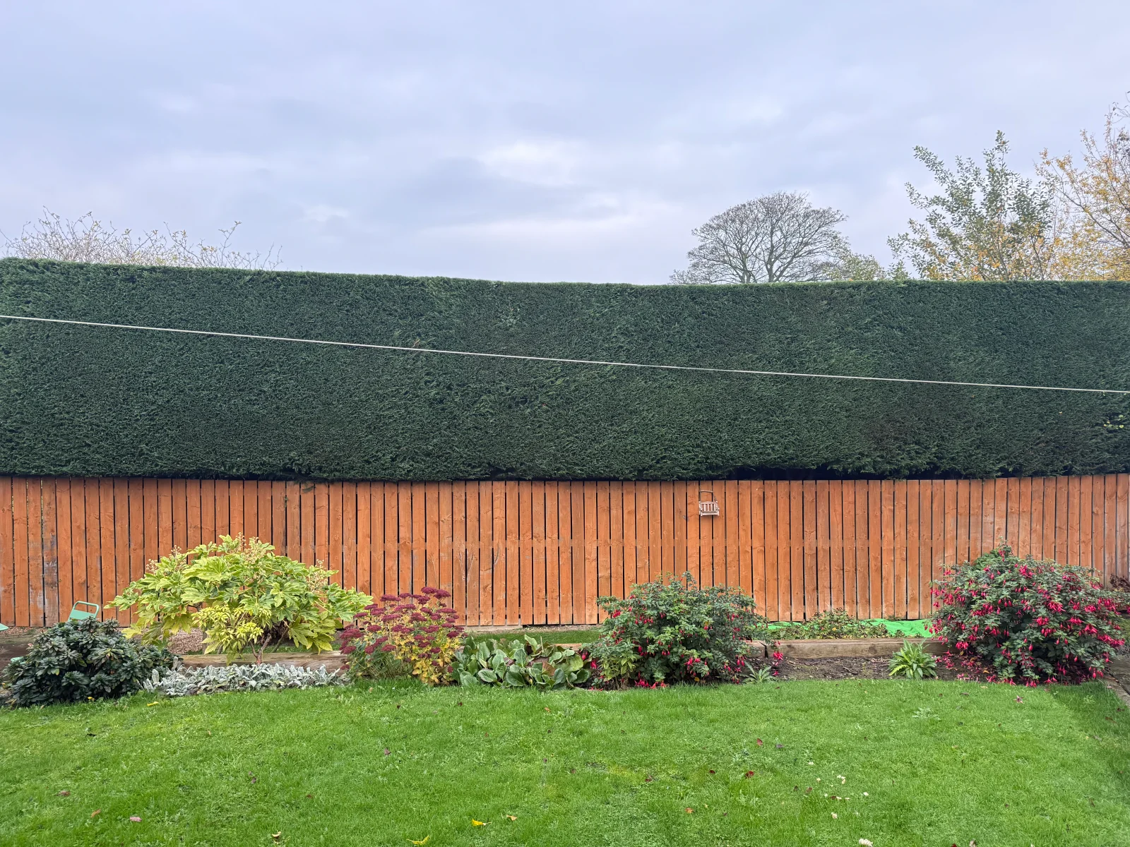 Long evergreen garden hedge cut to a level finished line