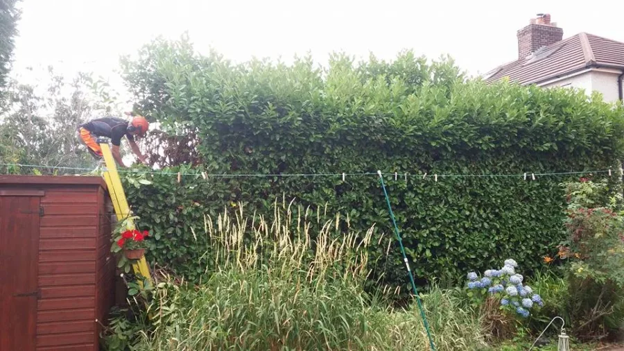 Sharp Hedges cutting back the upper growth of a garden boundary hedge