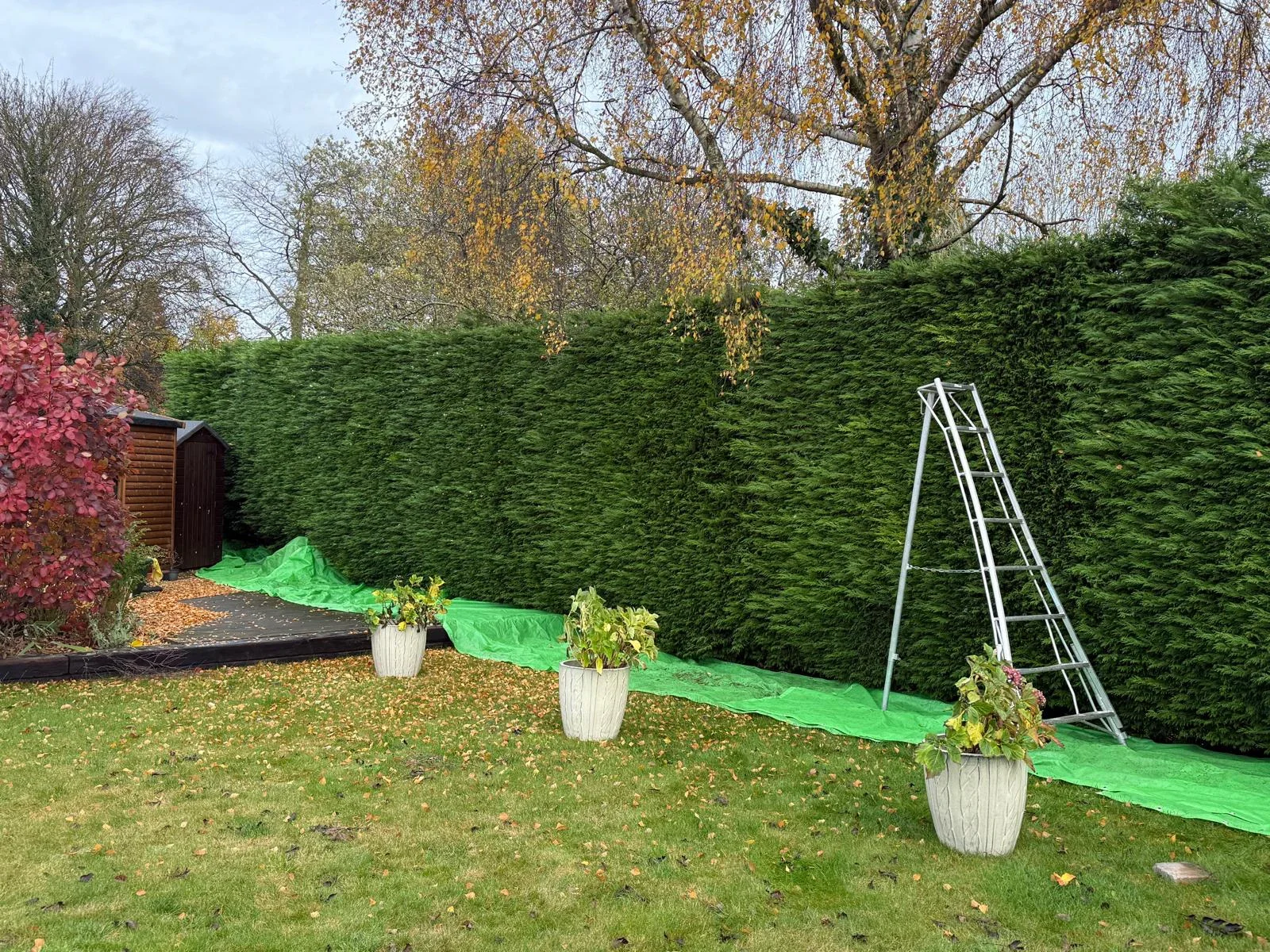 Protective sheeting and access equipment set out beneath a hedge before cutting