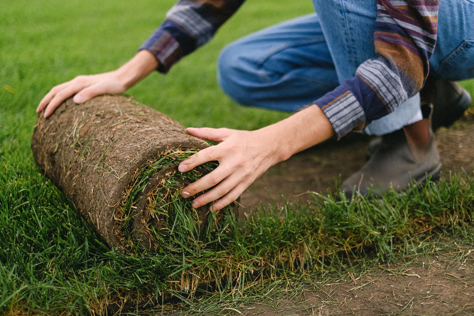 A roll of natural turf being laid on prepared soil