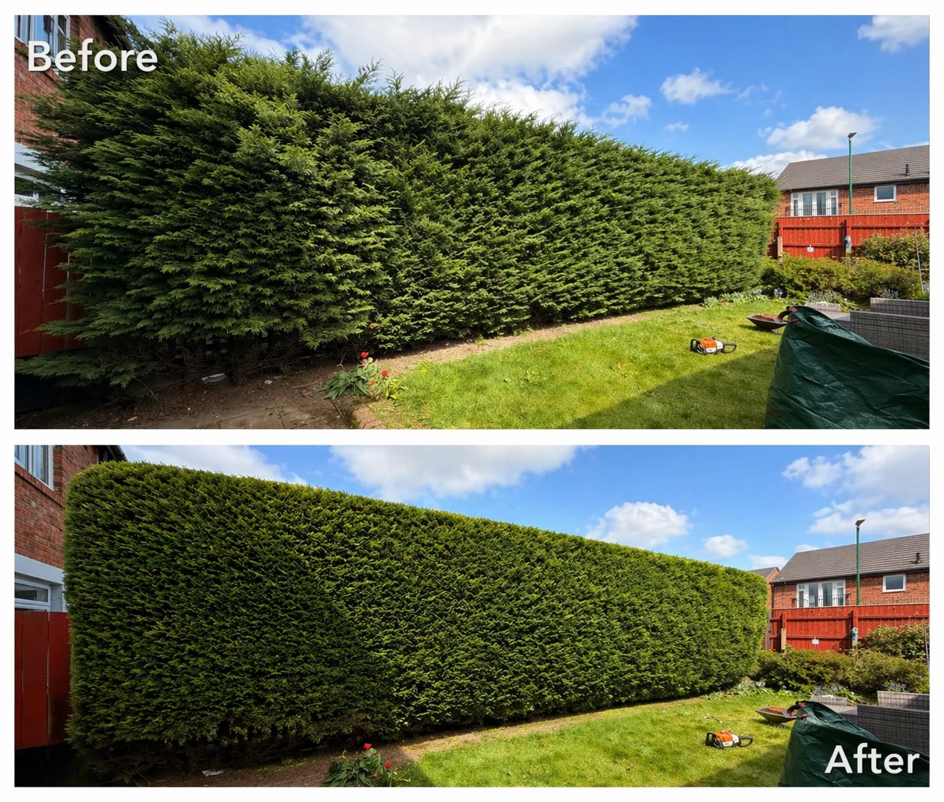 Before and after views of a large conifer hedge cut to a crisp, even finish