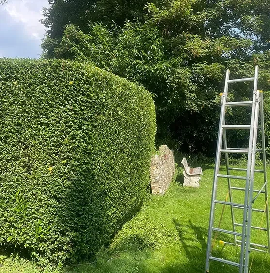 Tall shaped garden hedge with a ladder positioned for trimming