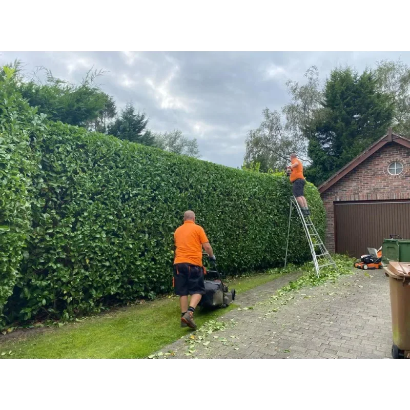 Sharp Hedges team cutting a tall laurel boundary in a residential garden
