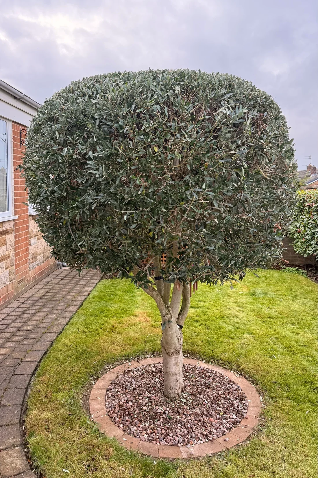 The olive tree from the lawn side after trimming and shaping
