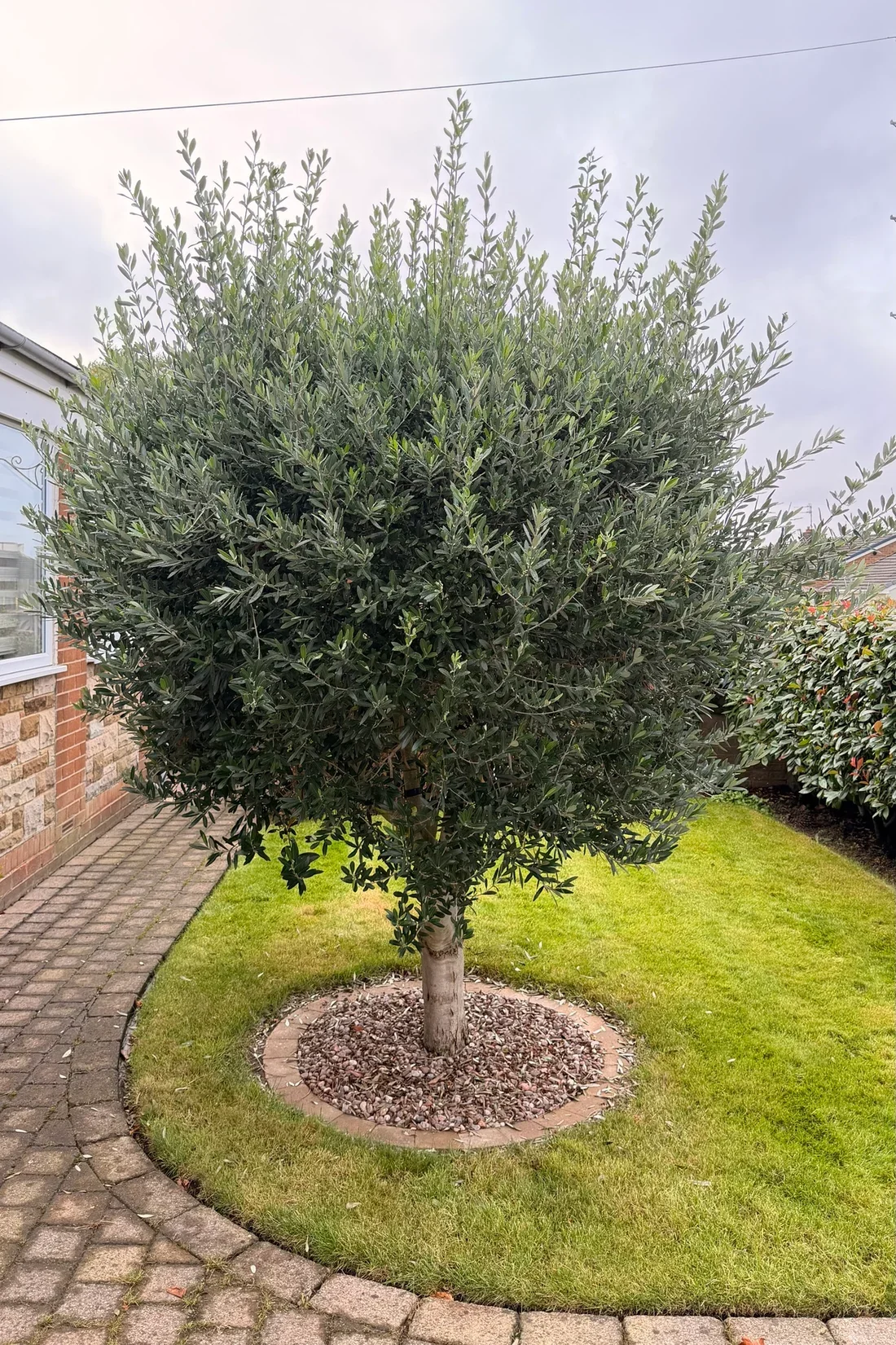 The olive tree from the lawn side before trimming
