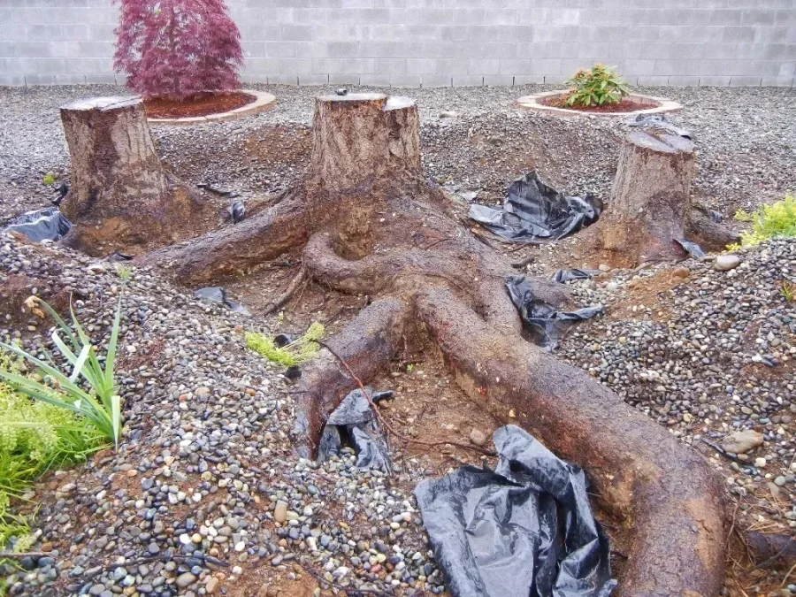 Three projecting tree stumps and exposed surface roots in a gravel bed before grinding