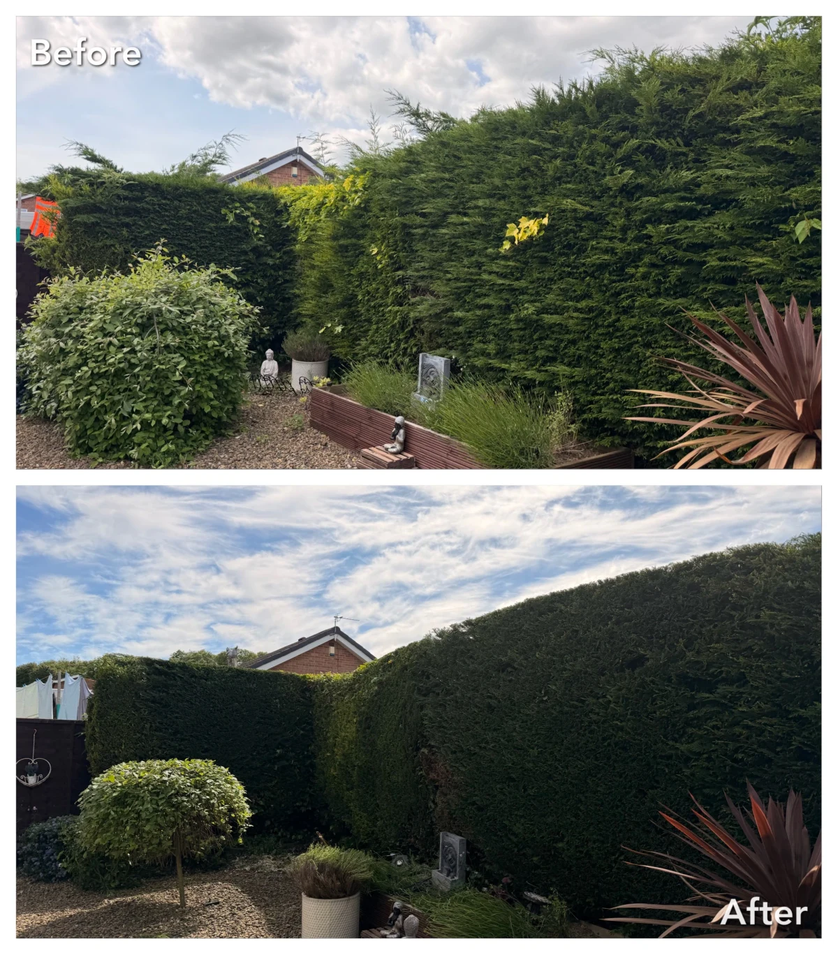 Before and after views of an overgrown garden hedge after careful reshaping