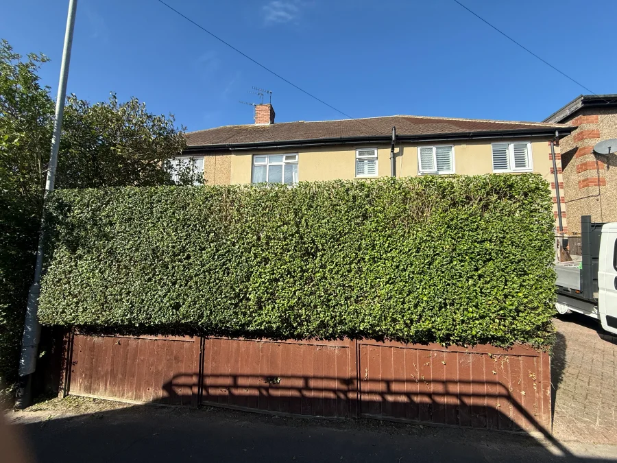 A residential hedge after trimming, with an even top and straight face