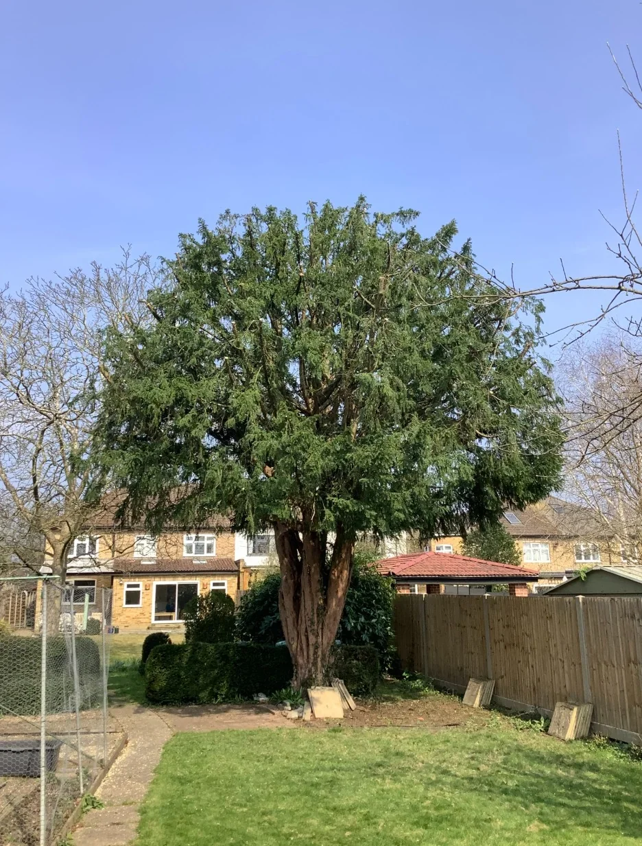 A mature tree in a residential garden before pruning is planned