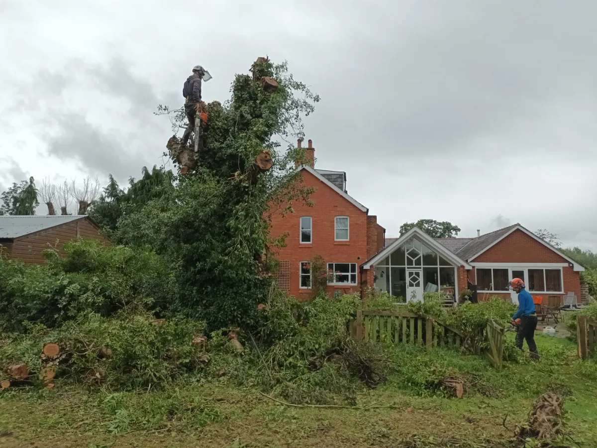 Sharp Hedges carrying out a sectional tree removal in a residential garden