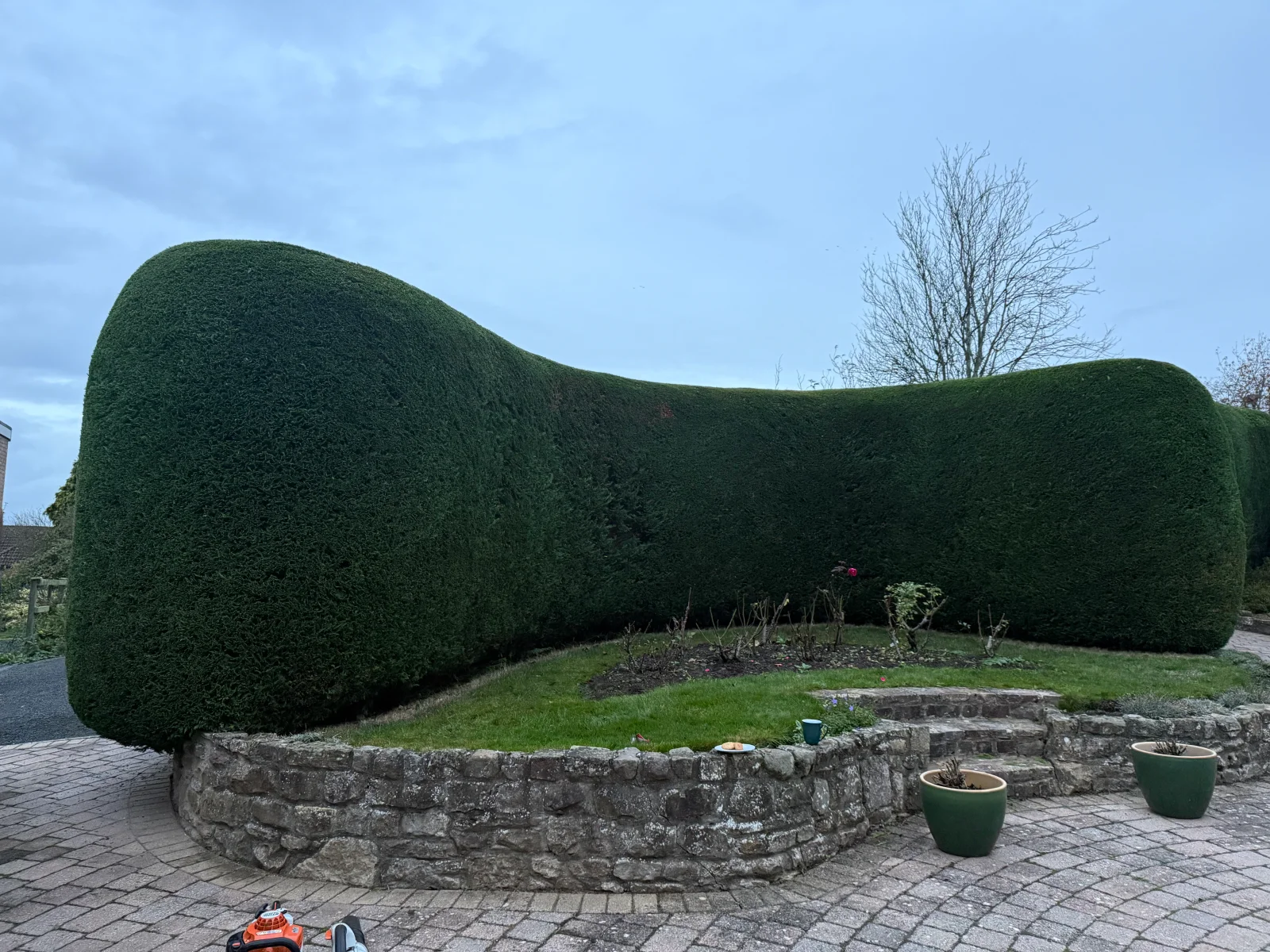 A large conifer hedge shaped to a smooth curved outline above a stone border