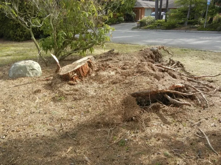 A cut garden stump with exposed roots ready for further work