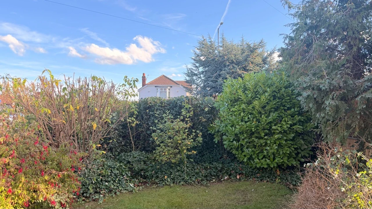 The same mixed garden boundary after height reduction, with shrubs and ivy retained