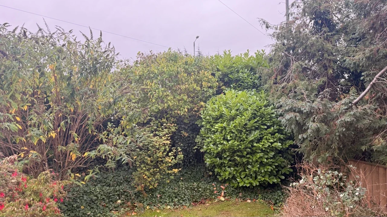 Tall mixed garden boundary before hedge reduction in Sunderland