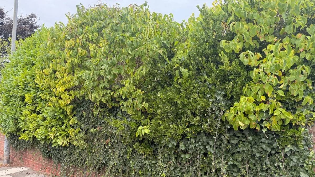 Tall mixed hedge above a brick wall before reduction in Sunderland, viewed from the pavement