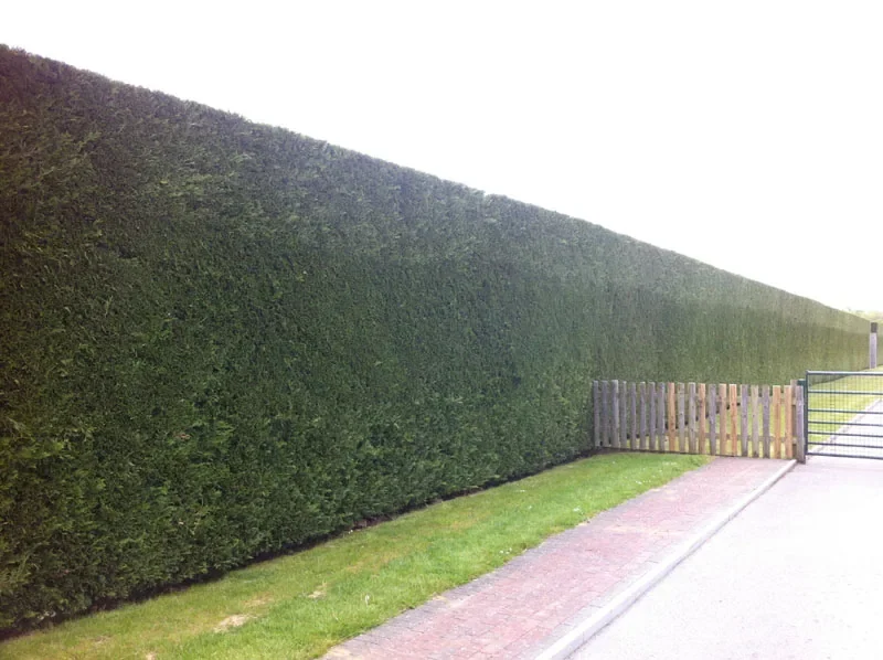 A tall evergreen boundary hedge with a clean, even face beside a drive