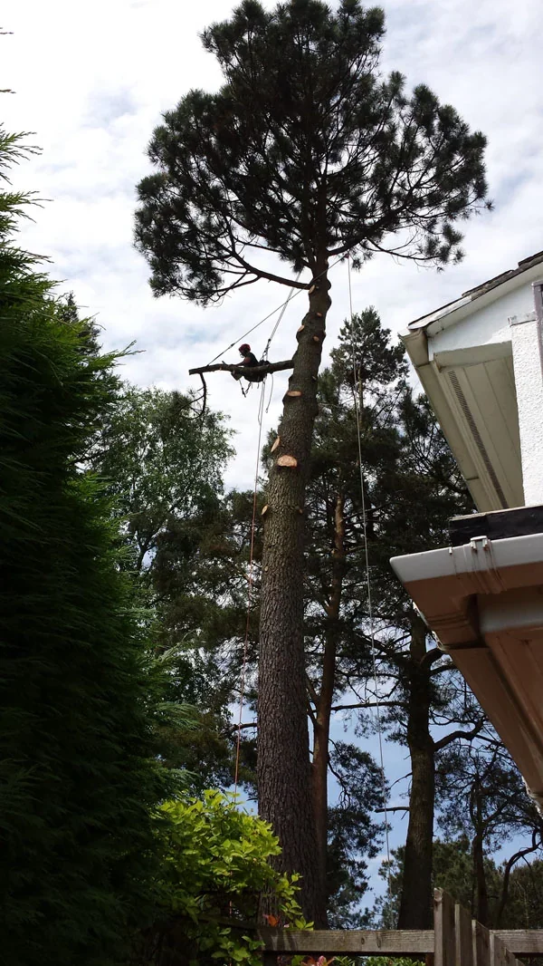 Sharp Hedges climber carrying out sectional work on a tall garden tree