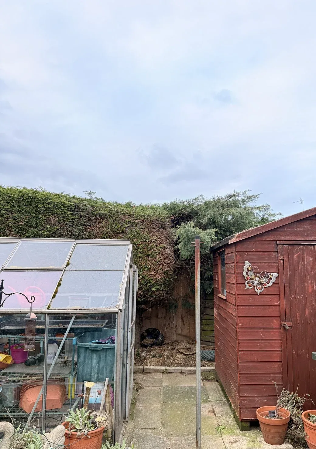 The same greenhouse, shed and garden path after the tree has been removed