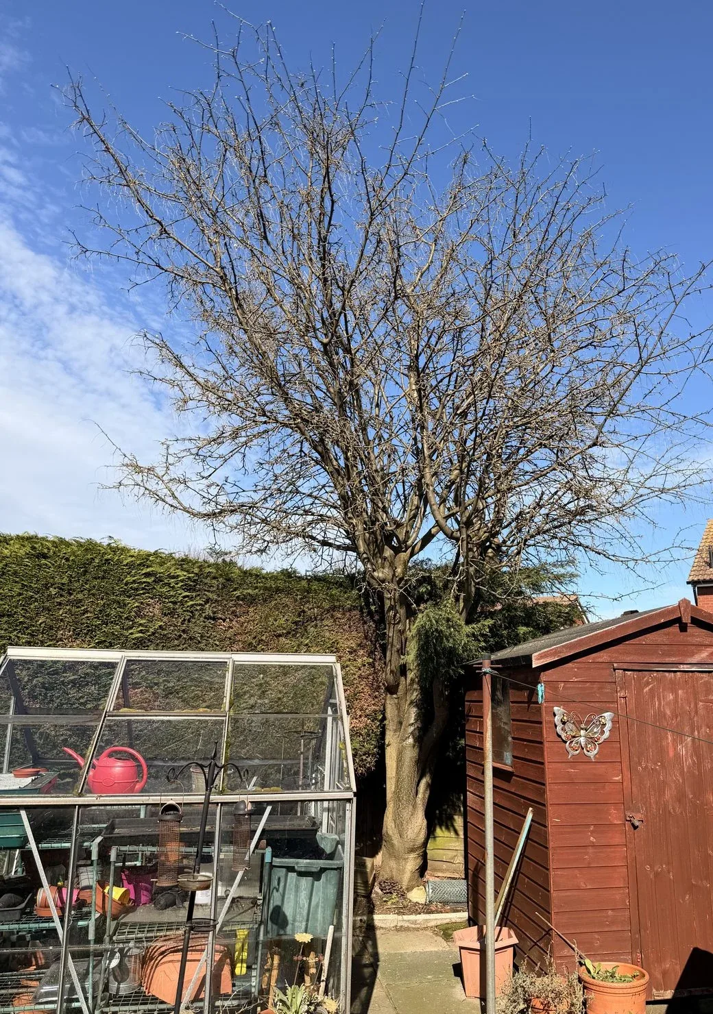 A tree growing between a greenhouse and a red timber shed before removal