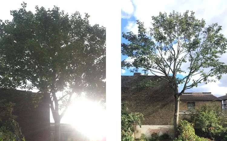 Before and after views of a mature garden tree following crown work